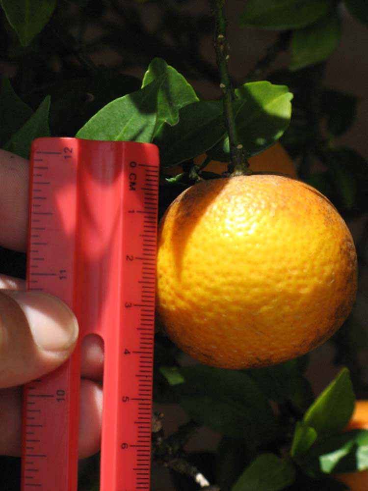            Fruit (Winter Haven, FL)   